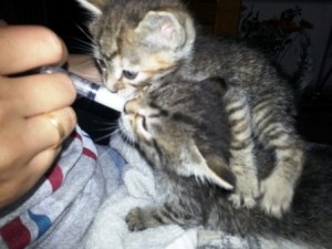 Gatos de acogida, limpiando el ojito